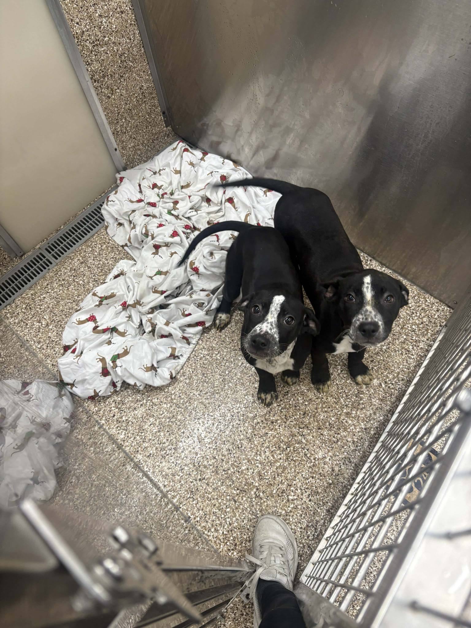 Heeler/Black Lab Pups