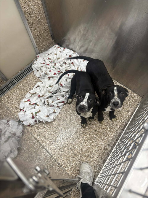 picture of the dog needing adoption