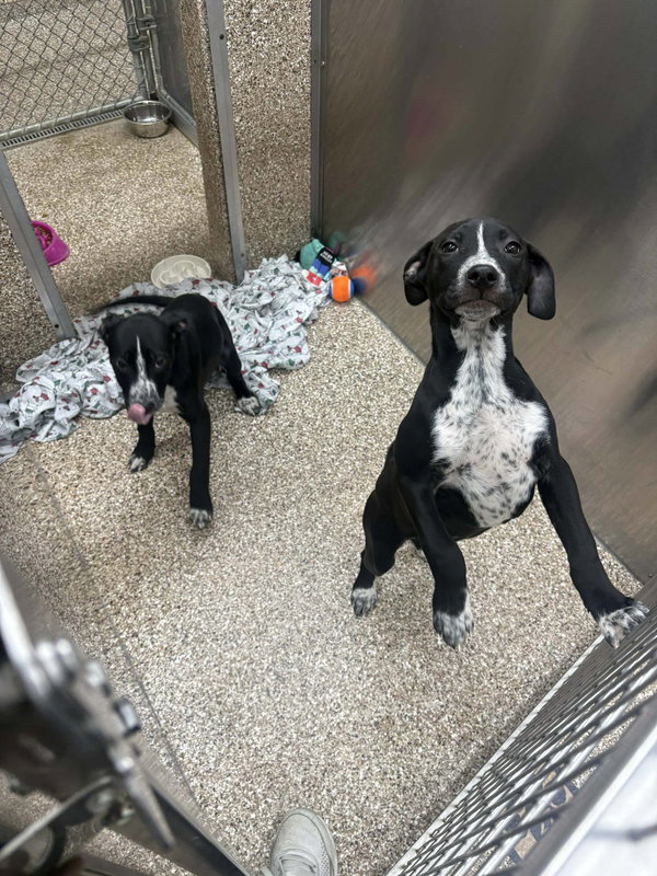 Heeler/Black Lab Pups