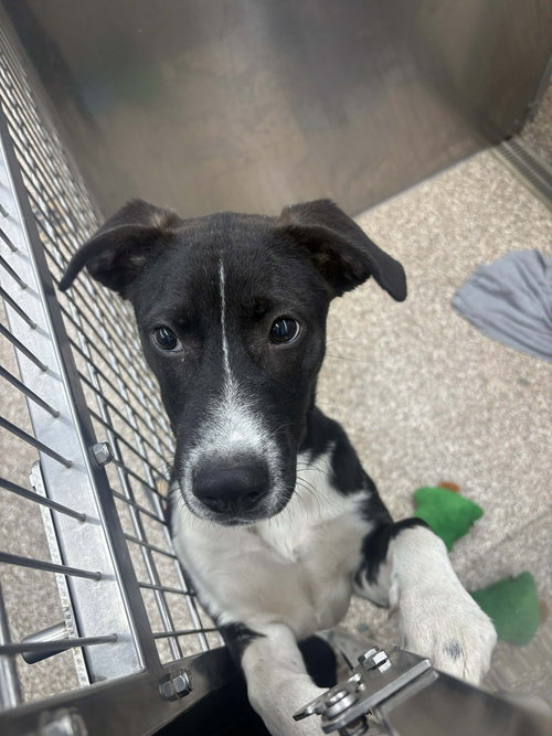 picture of the dog needing adoption