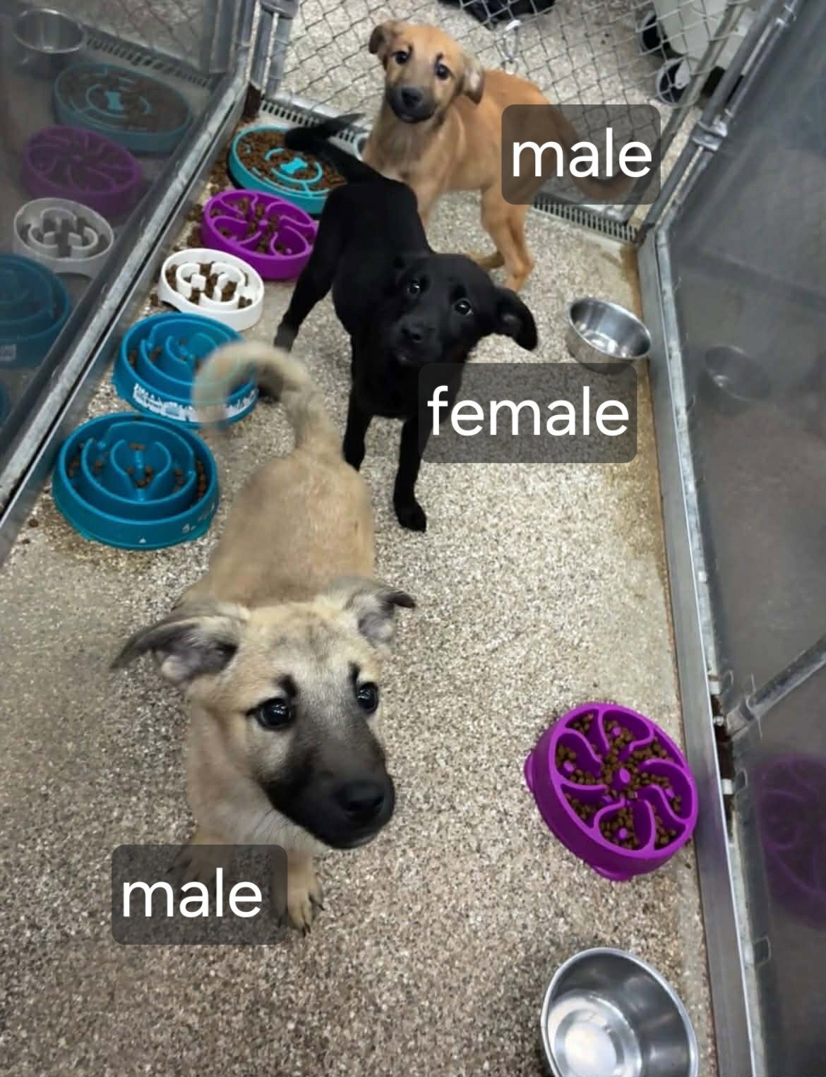 Black Lab Shep.Mix Pups