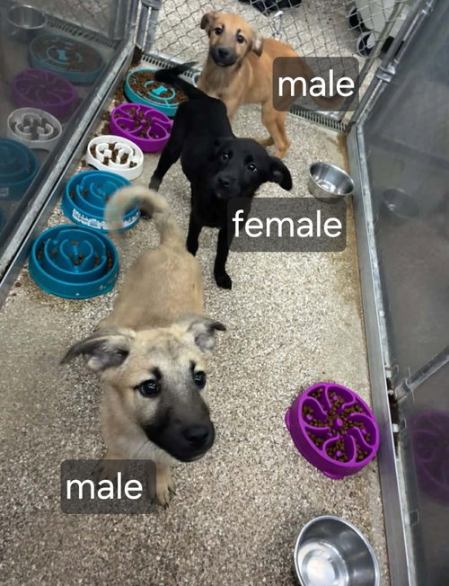 picture of the dog needing adoption