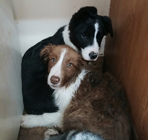 picture of the dog needing adoption