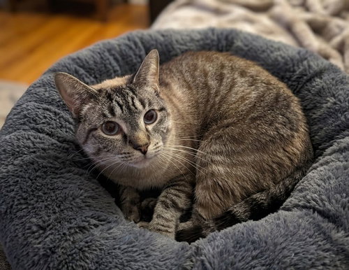 Noodles, an adoptable Tabby in Martinsburg, WV