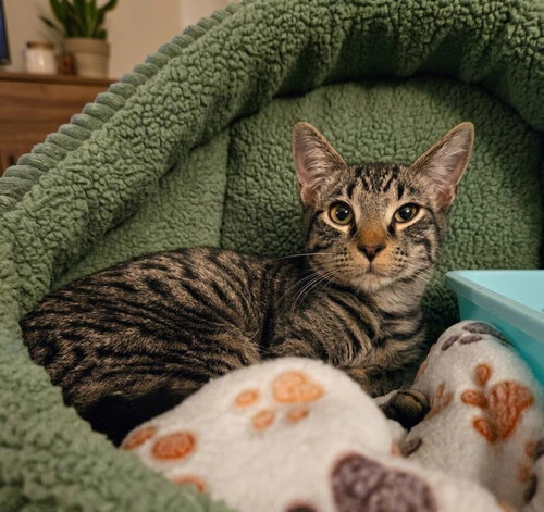 Bugsy, an adoptable Tabby in Martinsburg, WV