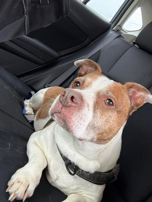 Jasper, an adoptable Basset Hound in Martinsburg, WV