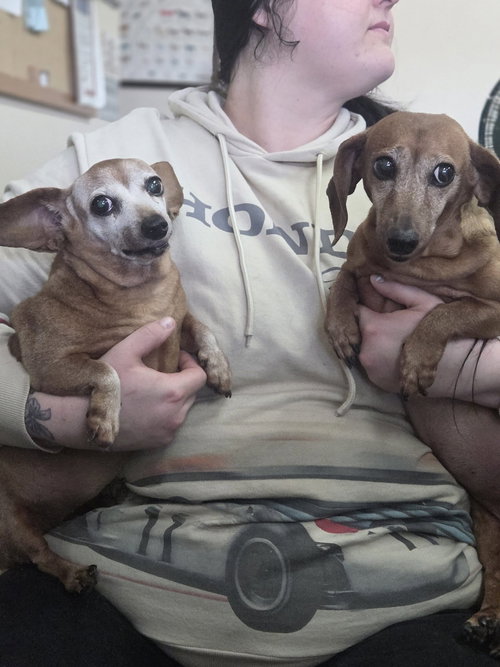 Dachshund Senior Sisters, an adoptable Dachshund in Martinsburg, WV