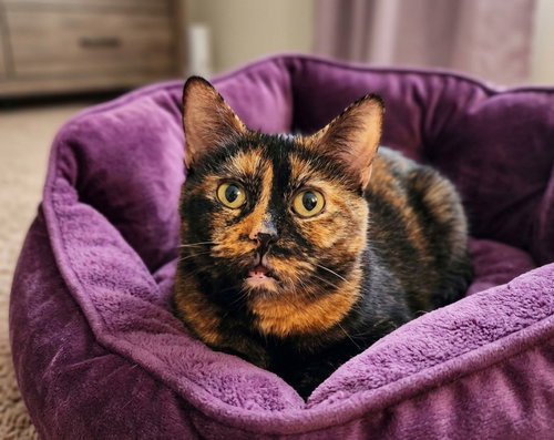 Daisy, an adoptable Tortoiseshell in Martinsburg, WV