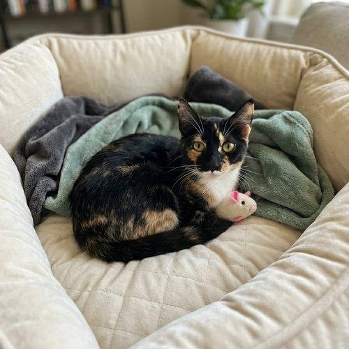 Sasha, an adoptable Calico in Martinsburg, WV
