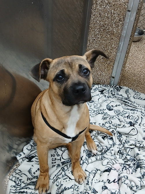 picture of the dog needing adoption