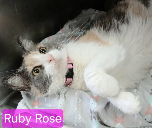picture of the cat needing adoption