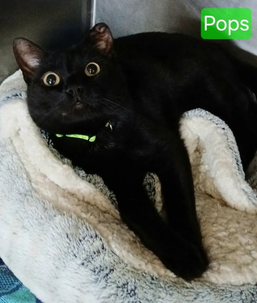 picture of the cat needing adoption
