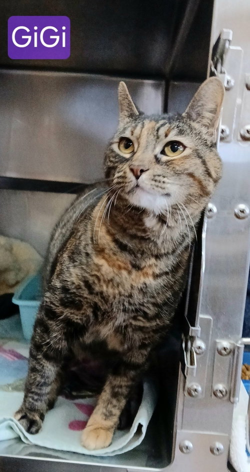picture of the cat needing adoption