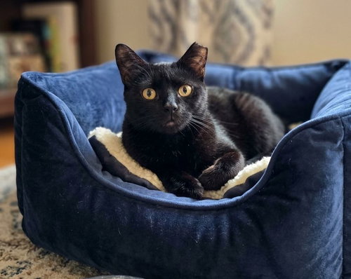 Lady Brie, Adult Domestic Short Hair (short coat), cat for adoption in Hagerstown, Maryland