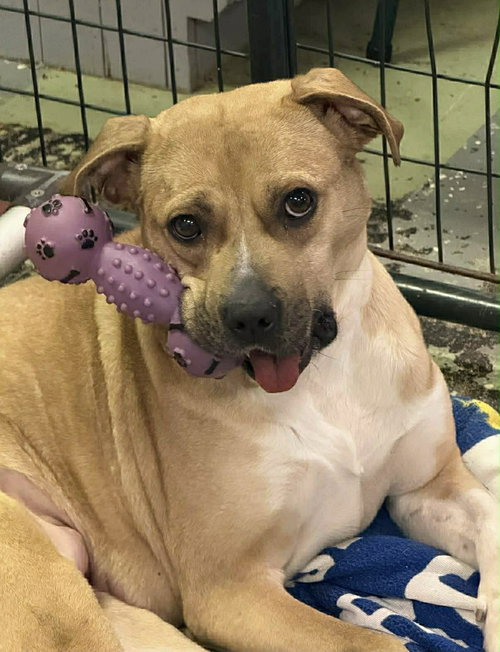 Lainey, an adoptable Pit Bull Terrier in Martinsburg, WV