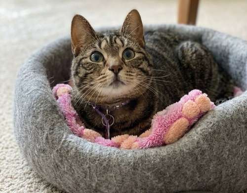 Piper, Adult Tabby (short coat), cat for adoption in Hagerstown, Maryland