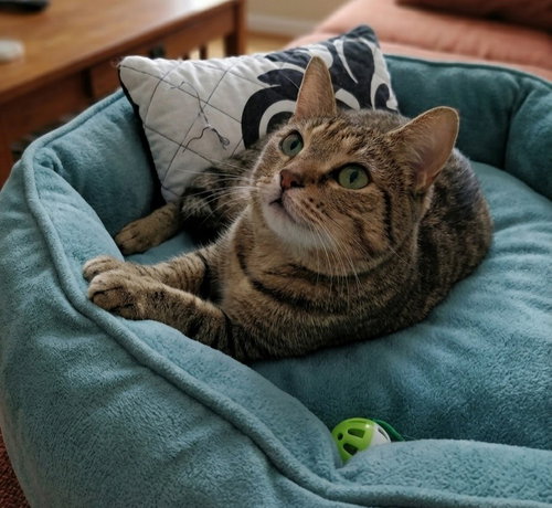 Bubbles, Adult Tabby (short coat), cat for adoption in Hagerstown, Maryland