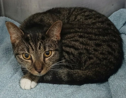 Spot, Young Tabby (short coat), cat for adoption in Hagerstown, Maryland
