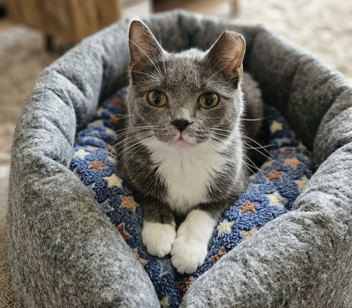 Millie J. Blige, Adult Domestic Short Hair (short coat), cat for adoption in Hagerstown, Maryland