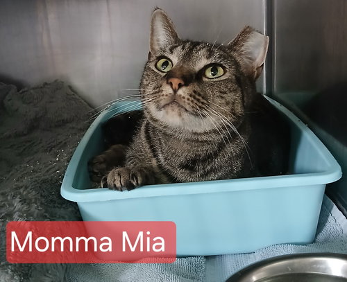Momma Mia, Adult Tabby (short coat), cat for adoption in Hagerstown, Maryland