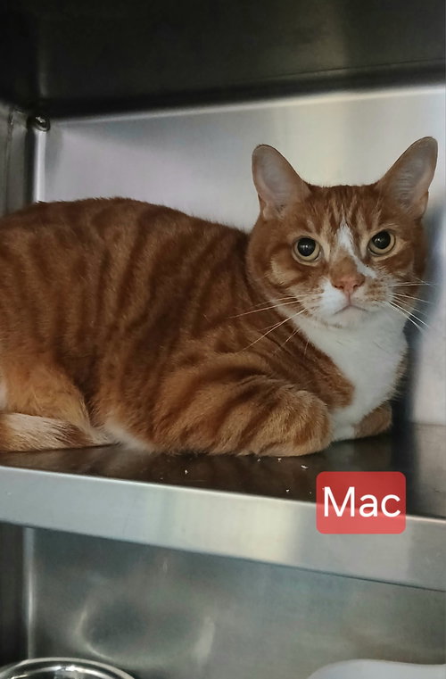 Mac, Adult Tabby (short coat), cat for adoption in Hagerstown, Maryland