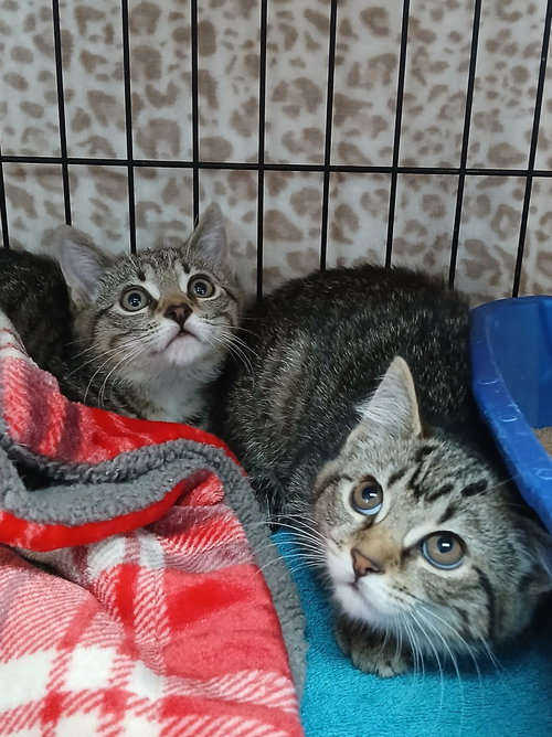 Ziggy and lady, an adoptable Tabby in Martinsburg, WV