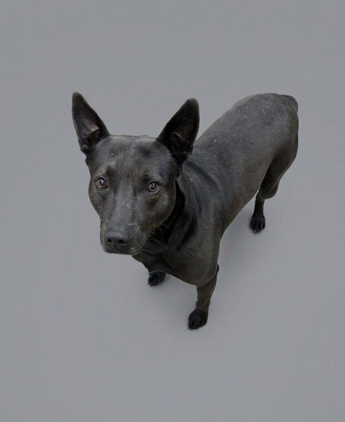 Adonis, an adoptable Pit Bull Terrier in Martinsburg, WV