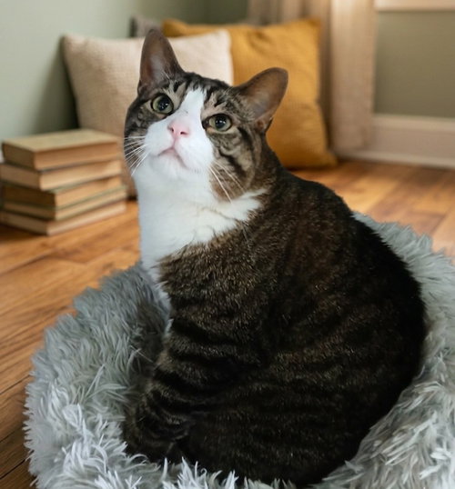 Storm, an adoptable Tabby in Martinsburg, WV