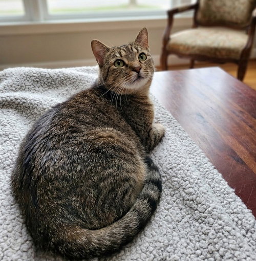 Maple, an adoptable Tabby in Martinsburg, WV