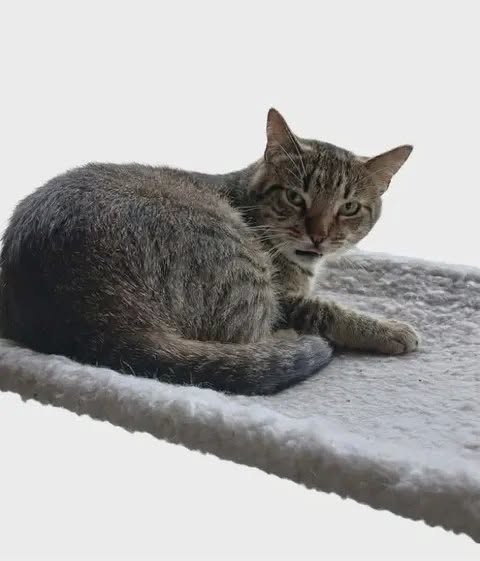 Maple