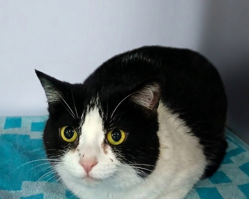 Luna, an adoptable Tuxedo in Martinsburg, WV