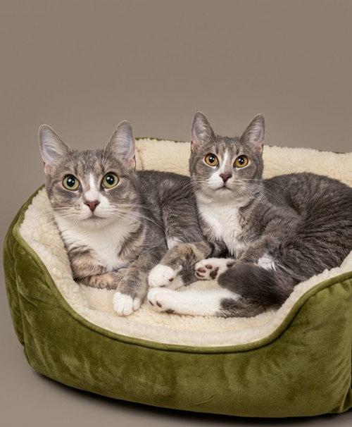 Cassie and Thelma, an adoptable Tabby in Martinsburg, WV