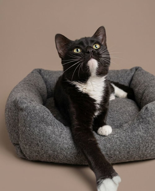 Chekera, an adoptable Tuxedo in Martinsburg, WV