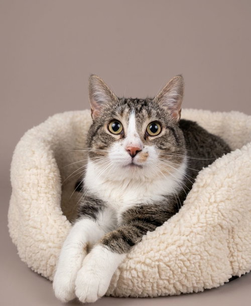 Carson, an adoptable Tabby in Martinsburg, WV