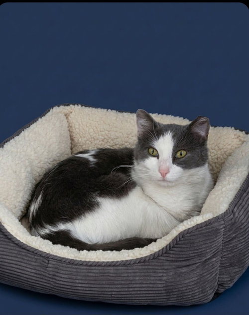 Kylah, an adoptable Domestic Short Hair in Martinsburg, WV