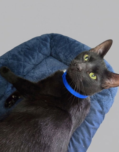 Ray Charles, an adoptable Domestic Short Hair in Martinsburg, WV