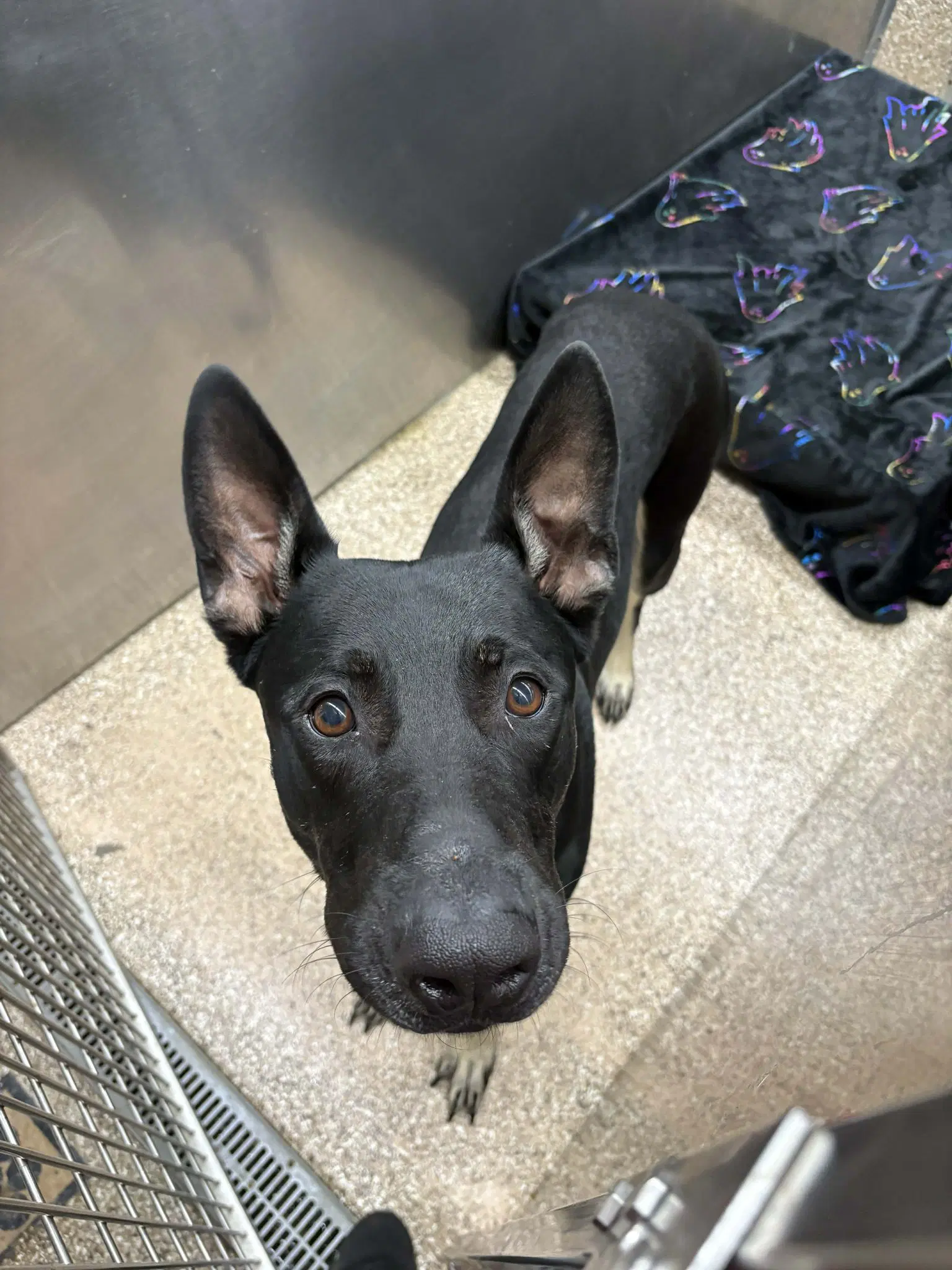 Xavier - Doberman Pinscher