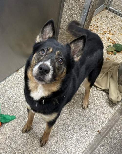 Tala, an adoptable German Shepherd Dog in Martinsburg, WV