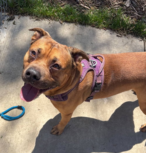 Zeus, an adoptable Pit Bull Terrier in Martinsburg, WV