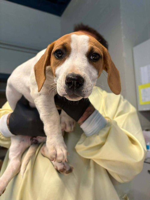 Hound Mix Pups, an adoptable Hound in Martinsburg, WV