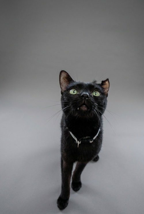 Luna #2, an adoptable Domestic Short Hair in Martinsburg, WV