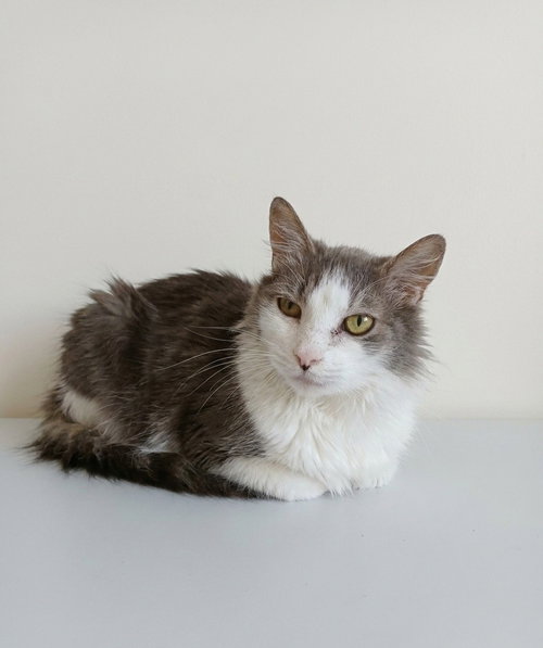 Greyson, an adoptable Tabby in Martinsburg, WV