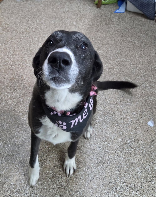 LADY - Labrador Retriever available for adoption