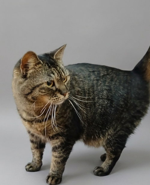 Nina, an adoptable Tabby in Martinsburg, WV