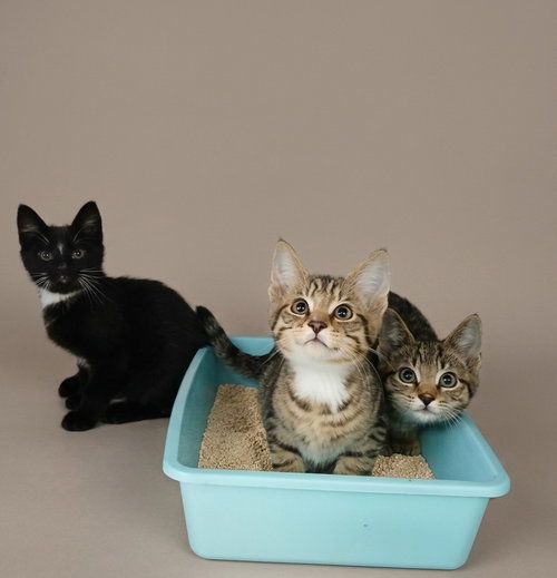 Sweet Kittens!, an adoptable Tabby in Martinsburg, WV