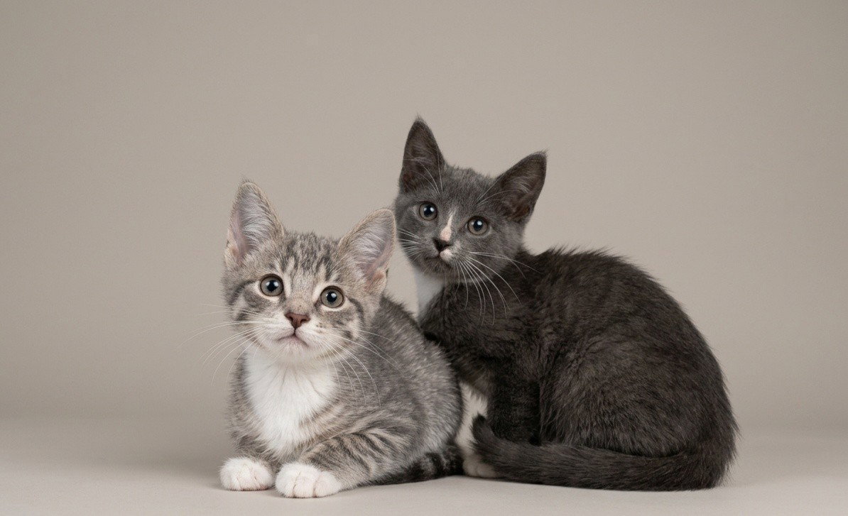 Sweet Kittens!, photo 2