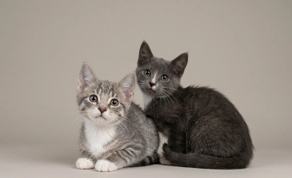 Sweet Kittens image 2