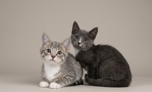 Photo 2 of Sweet Kittens!