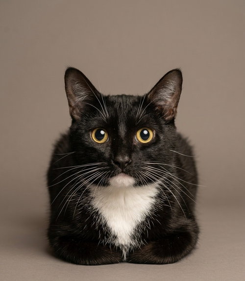 Gizzy, an adoptable Tuxedo in Martinsburg, WV