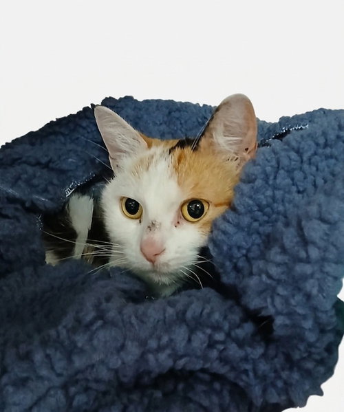 Astra, an adoptable Calico in Martinsburg, WV